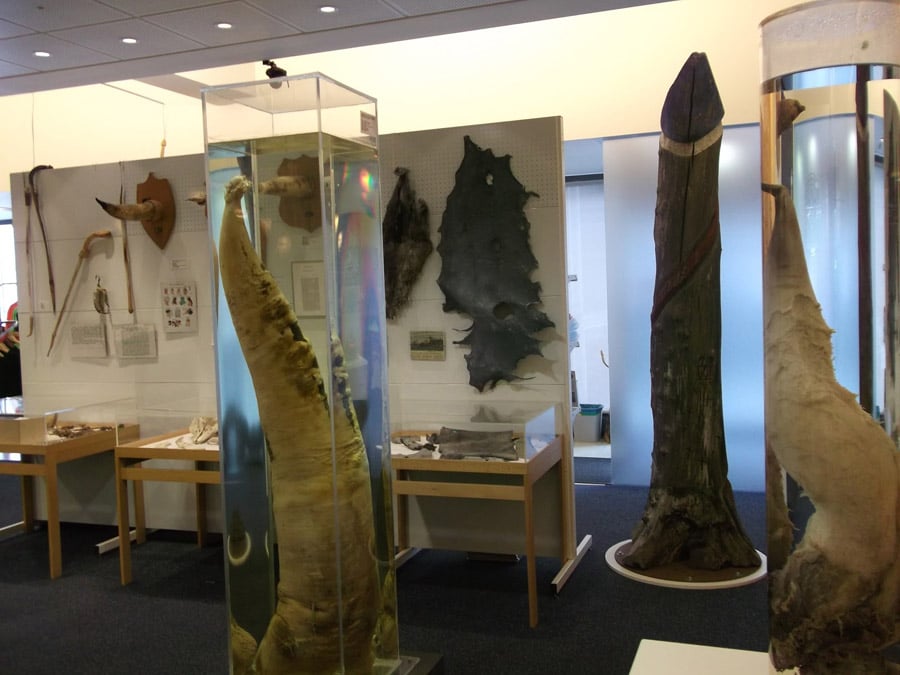 Strange Museums Icelandic Penis Museum
