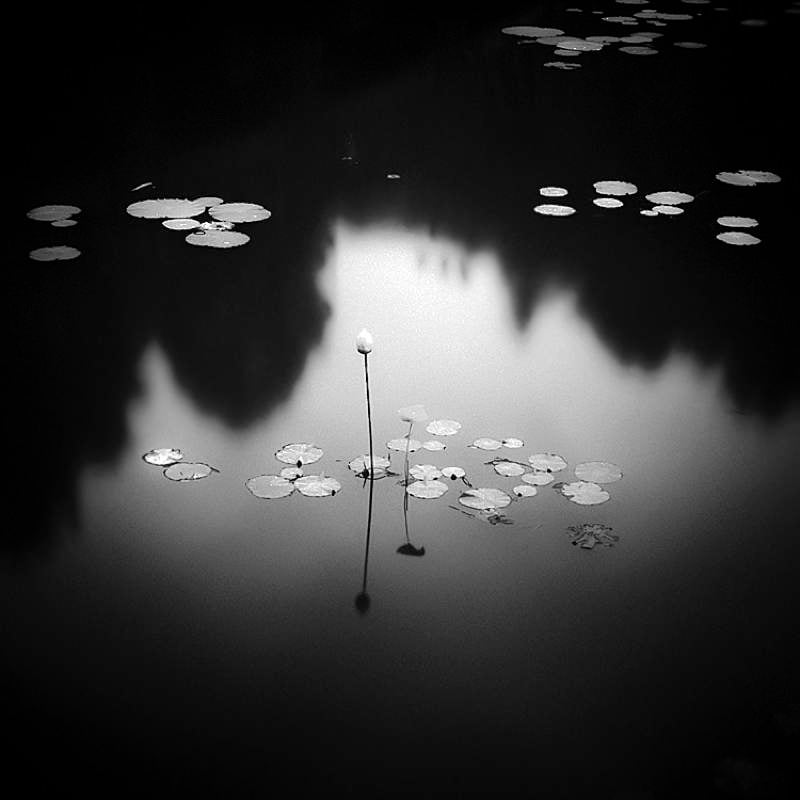Nature Photographers Hengki Lotus