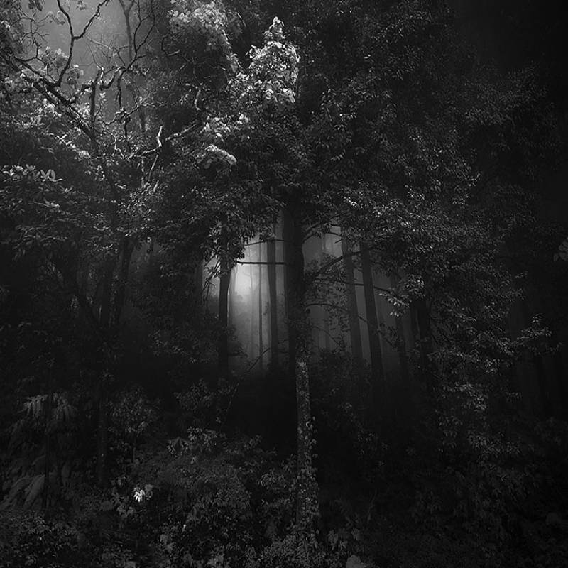 Nature Photographers Trees Clearing