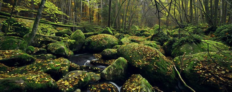 Mossy Rocks
