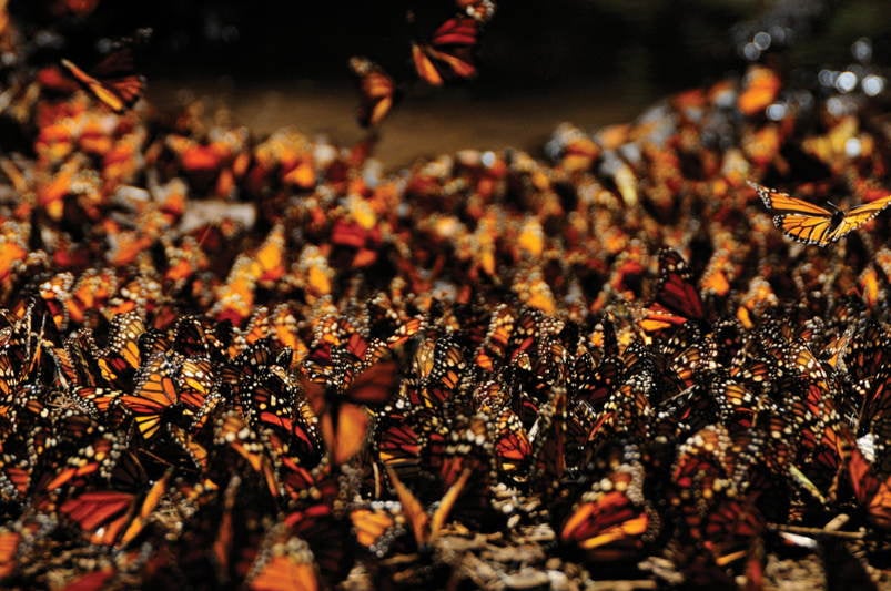 Natural events. Миграция бабочек Данаида Монарх. Миграция бабочек монархов. Миграция животных бабочки Монарх. Бабочки монархи в Мексике.