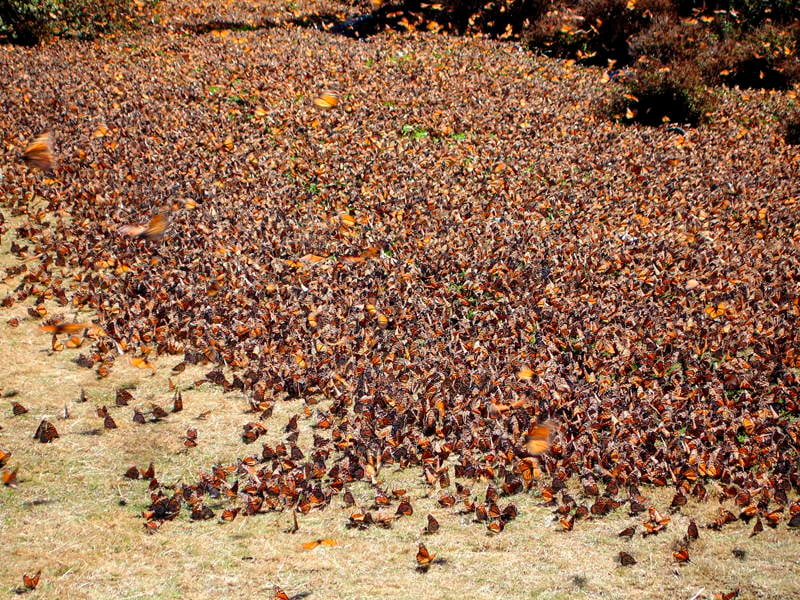 Amazing Natural Events Monarch Butterfly Migration