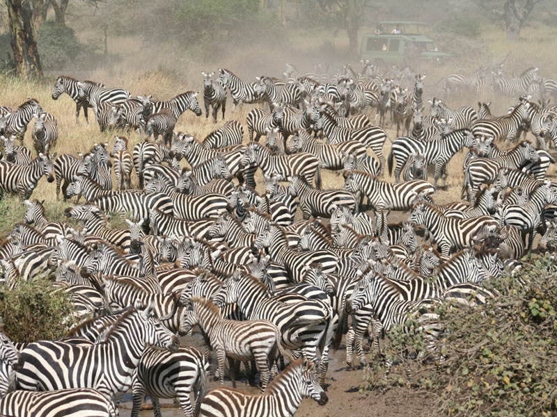 Serengeti Zebras