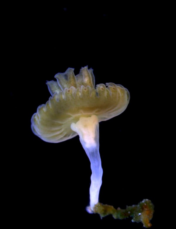 Big Jellyfish Polyp