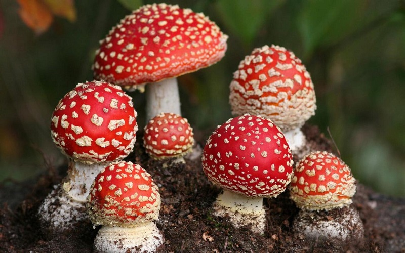 Amanita Muscaria Poisonous Mushroom