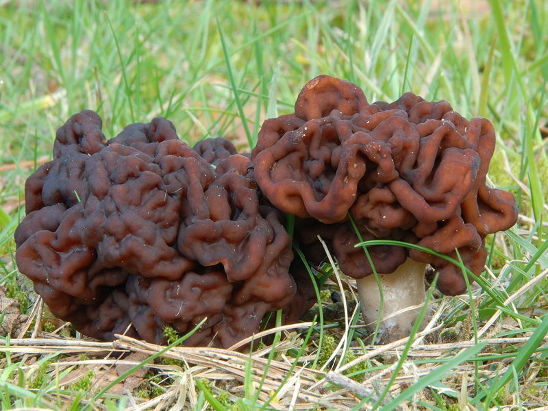 Bizarre Mushroom Looks Like Brain