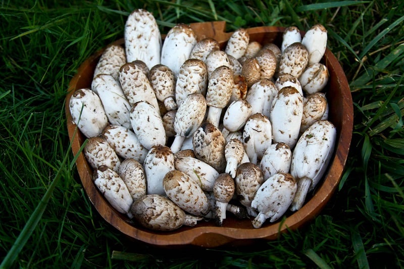 Coprinus Comatus Cogumelos Estranhos