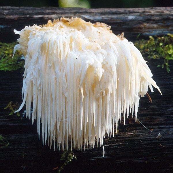 Hericium Erinaceus Weird Mushroom
