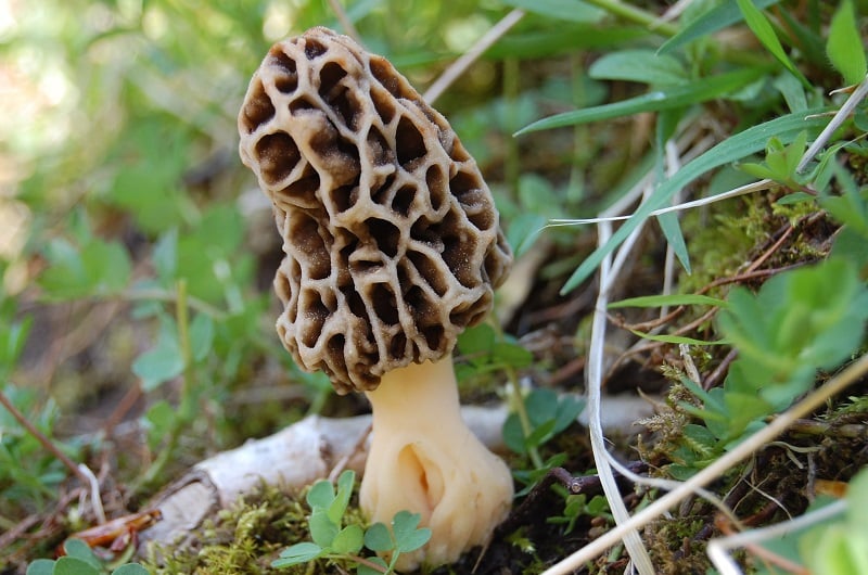 Bizarre Mushroom Morel