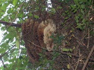 Creepy Insects That Transfix Horror Movie Makers