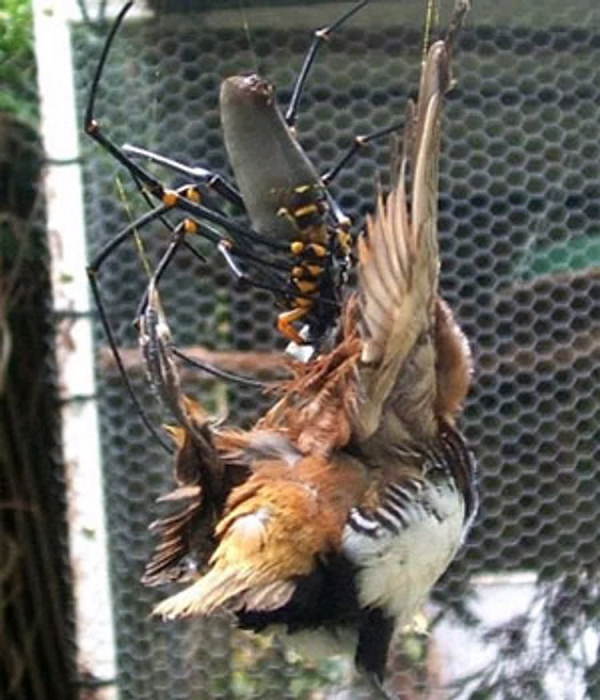 Creepy Insects Orb Eating Bird