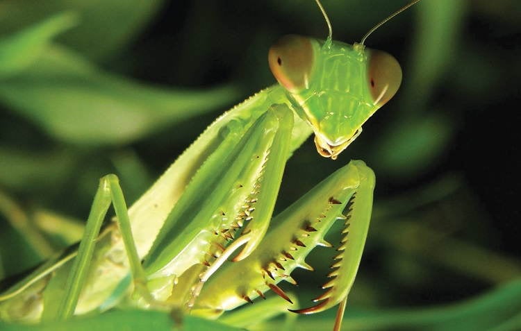 Creepy Insects Praying Mantis