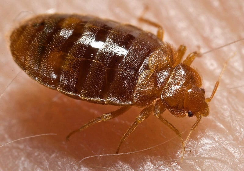 Petrifying Insects Bedbugs