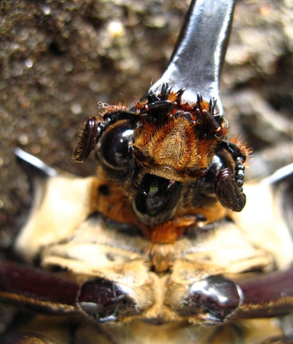 Elephant Beetle Face