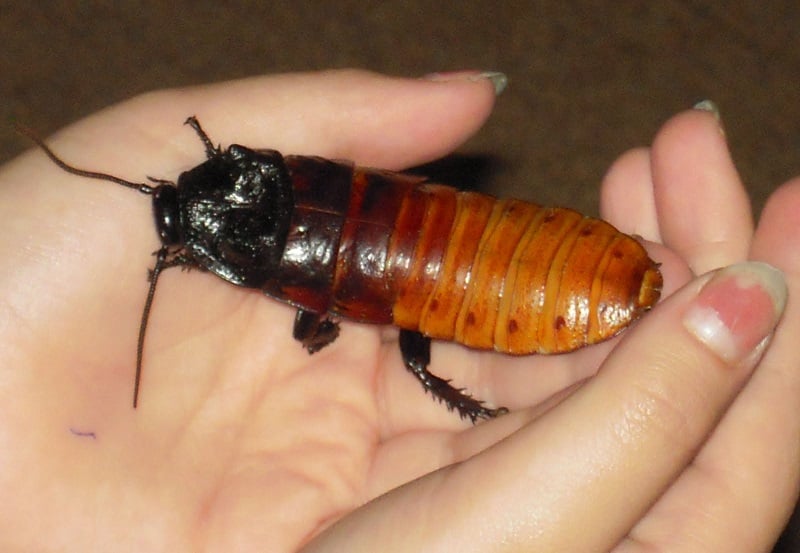 Woman Holds Huge Cockroach
