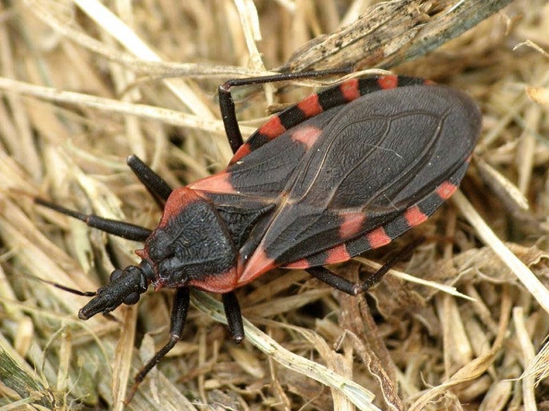 Colorful Kissing Bug Species