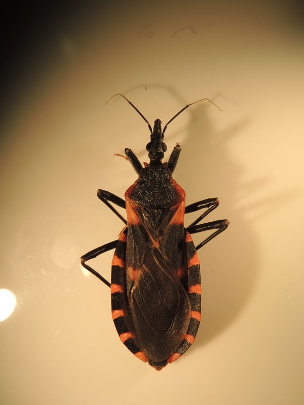 Creepy Insects Kissing Bug