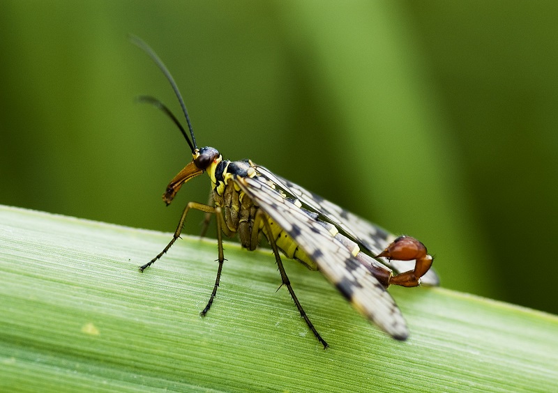 Creepy Insects Male Scorpionfly