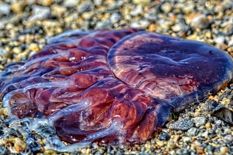 Dead Jellyfish