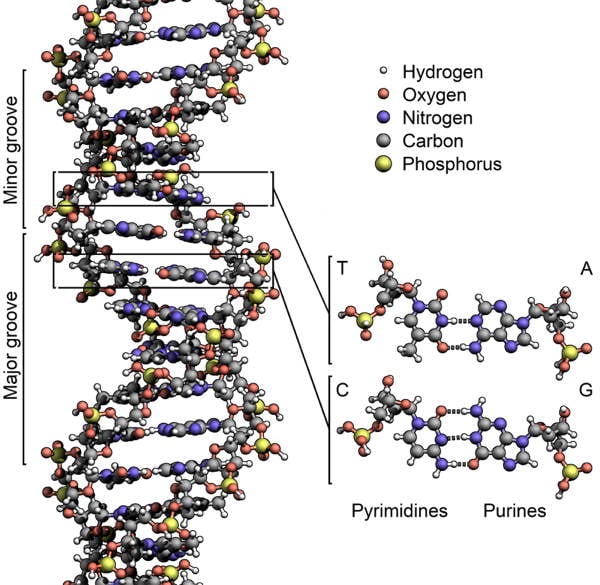 Drug Discoveries DNA