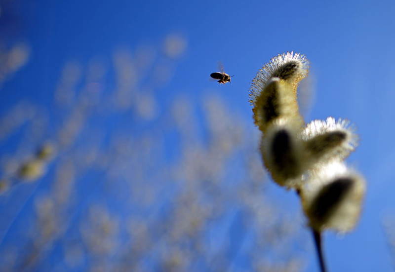 First Day Of Spring Bee
