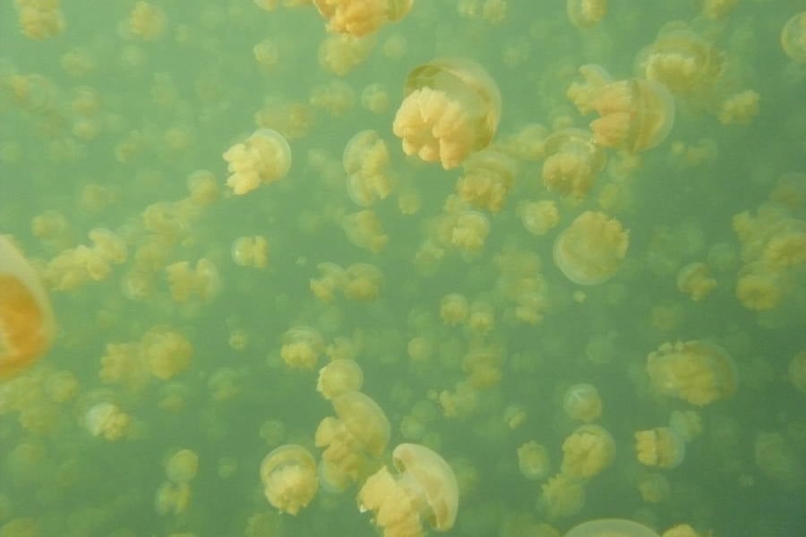 Golden Jellyfish Of Jellyfish Lake
