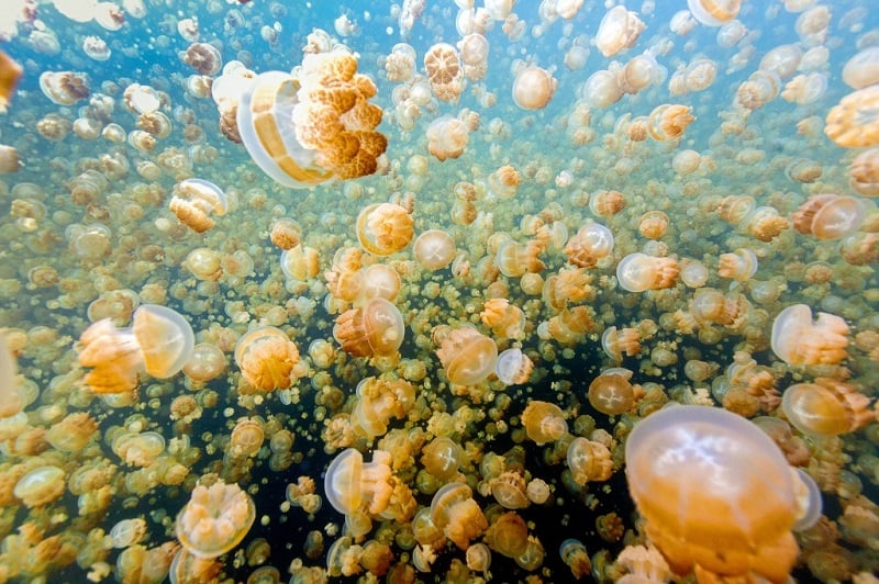 Jellyfish Lake Where Millions Of Golden Jellyfish Dance In The Sun