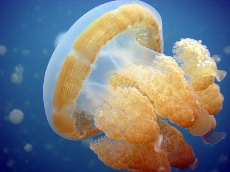 Golden Jellyfish Up Close