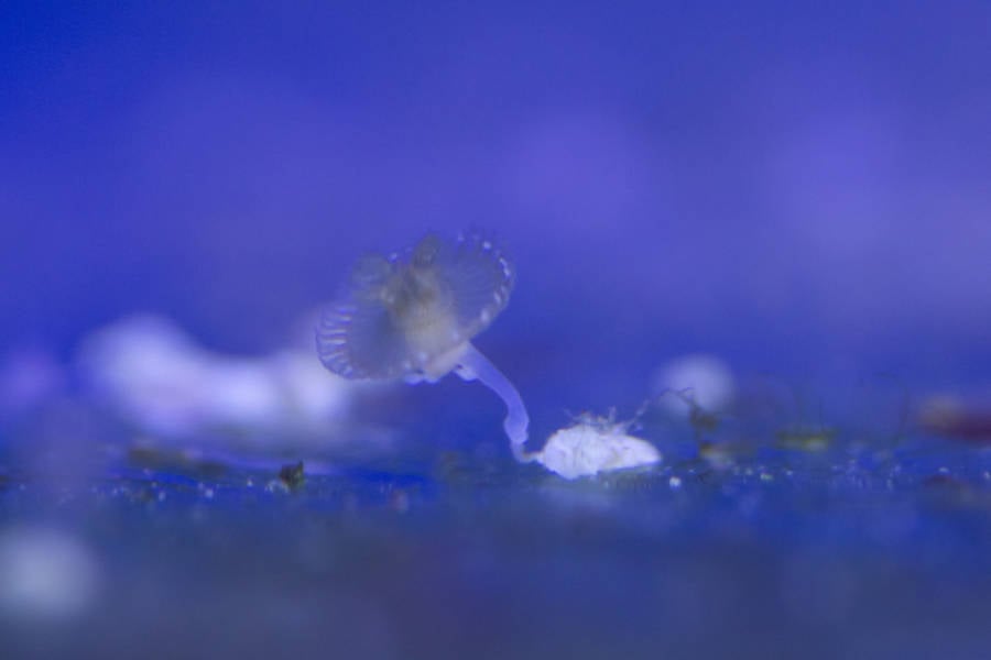 Little Jellyfish Polyp
