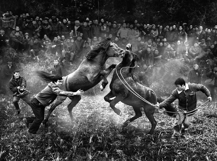 Sony World Photography Contest Horses