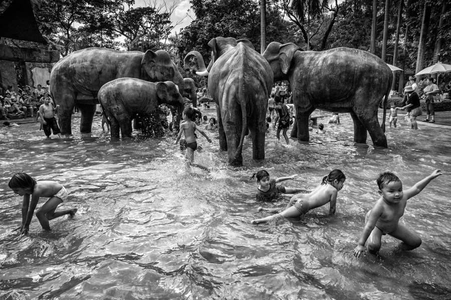 Sony World Photography Contest Children Elephants