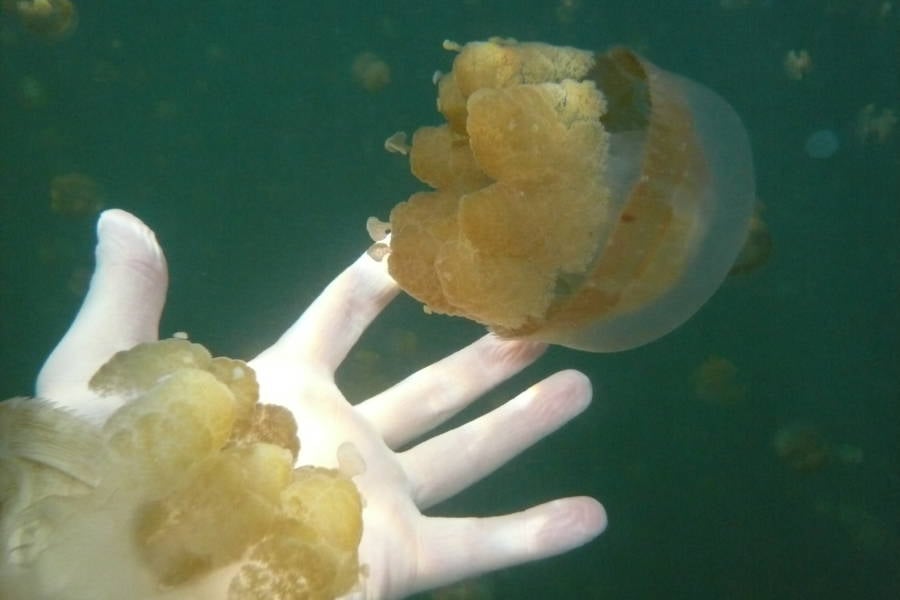 Sting Free Jellyfish