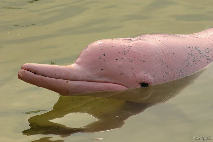 Albino Dolphin