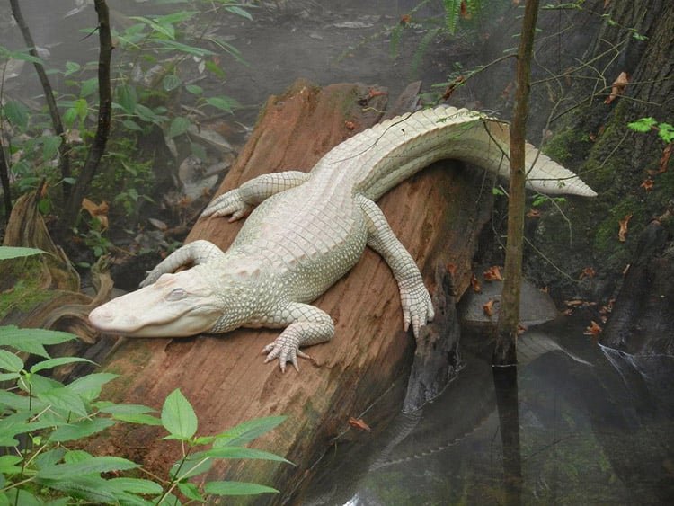 Leucistic Alligator