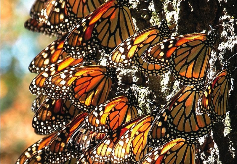 Natural Events Monarch Migration