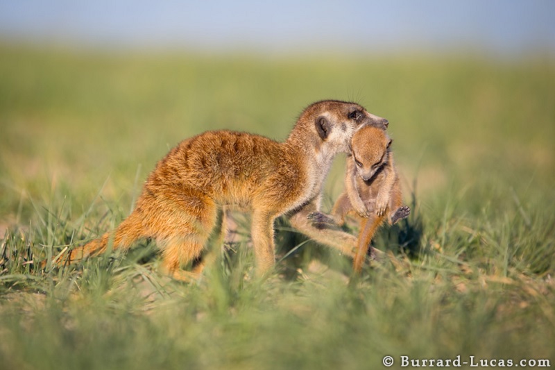 Adult Carries 3-Week-Old Meerkat