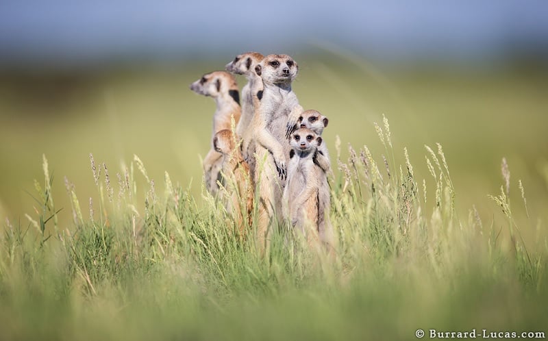 Meerkat Family Together