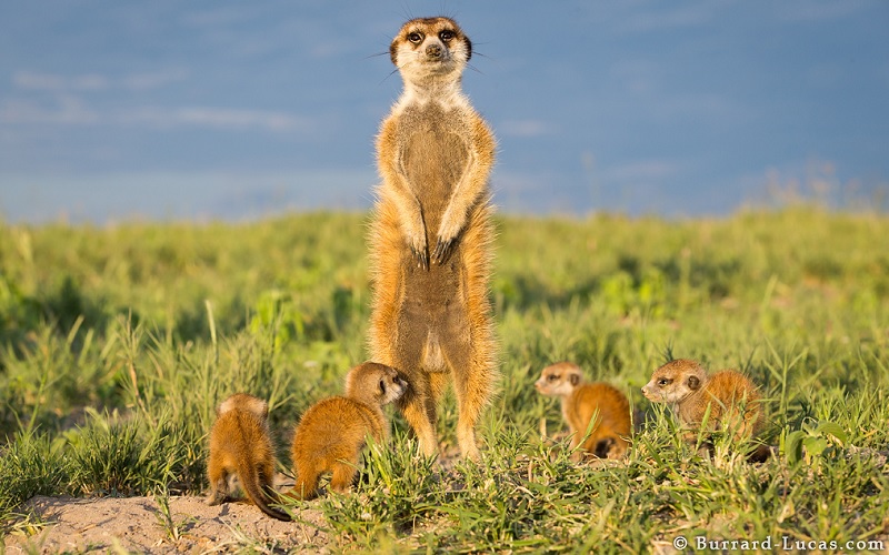 Mother Meerkat Guards 3-Week-Old Babies