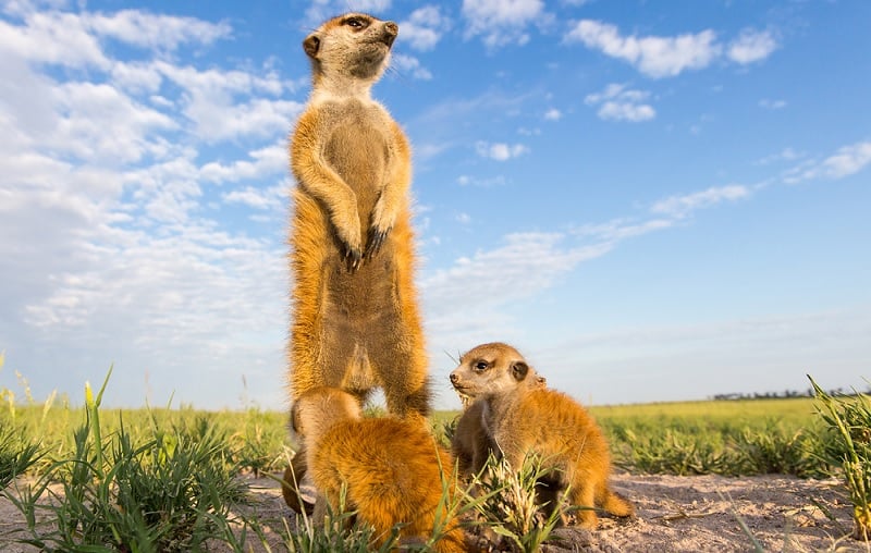 Cute Meerkat Babies