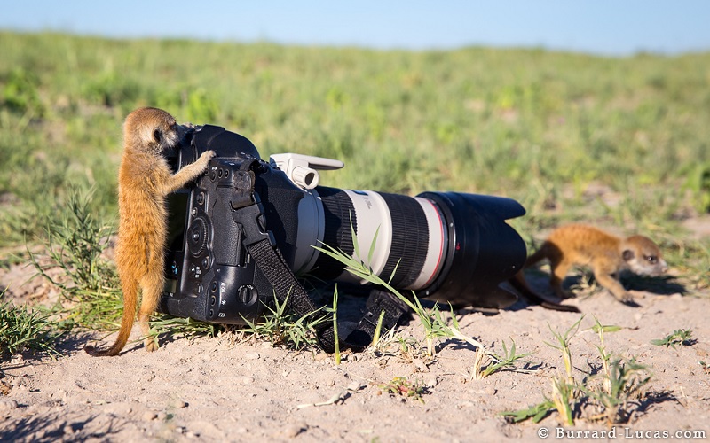 Baby Meerkats Taking Pictures