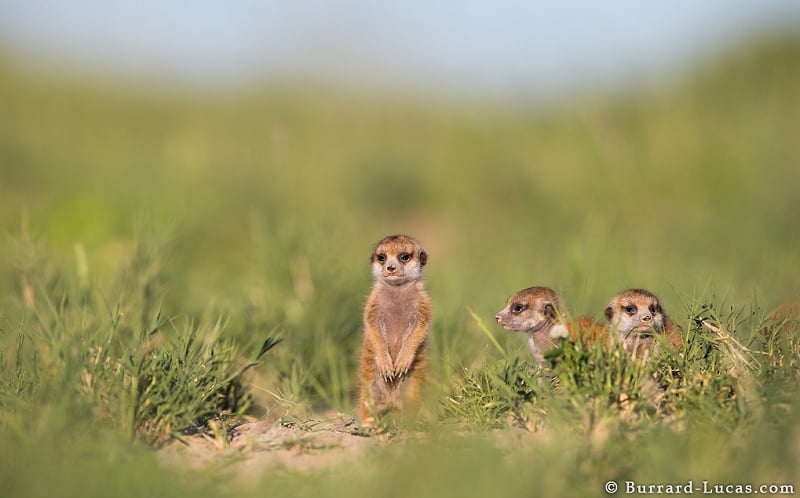 Three Baby Meerkats