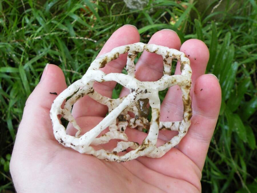 Basket Fungus In Hand