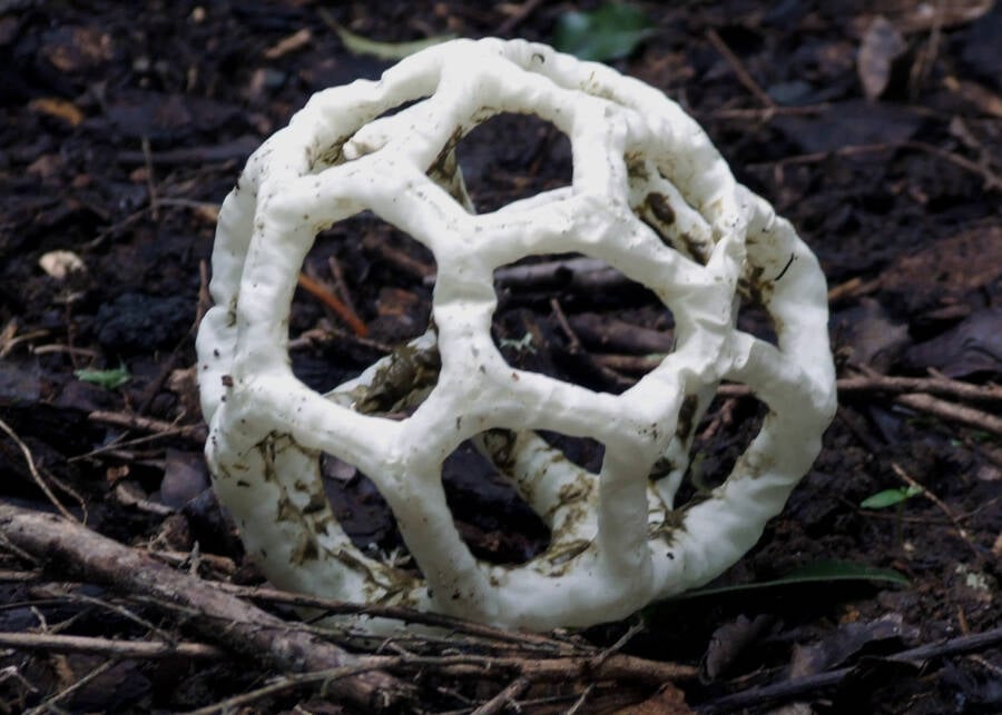 Basket Fungus On Ground