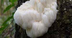 Bearded Tooth Shroom