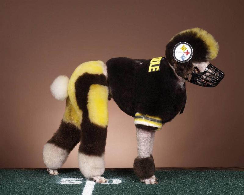 Steelers Dog