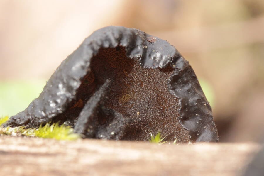 Black Jelly Roll Mushroom