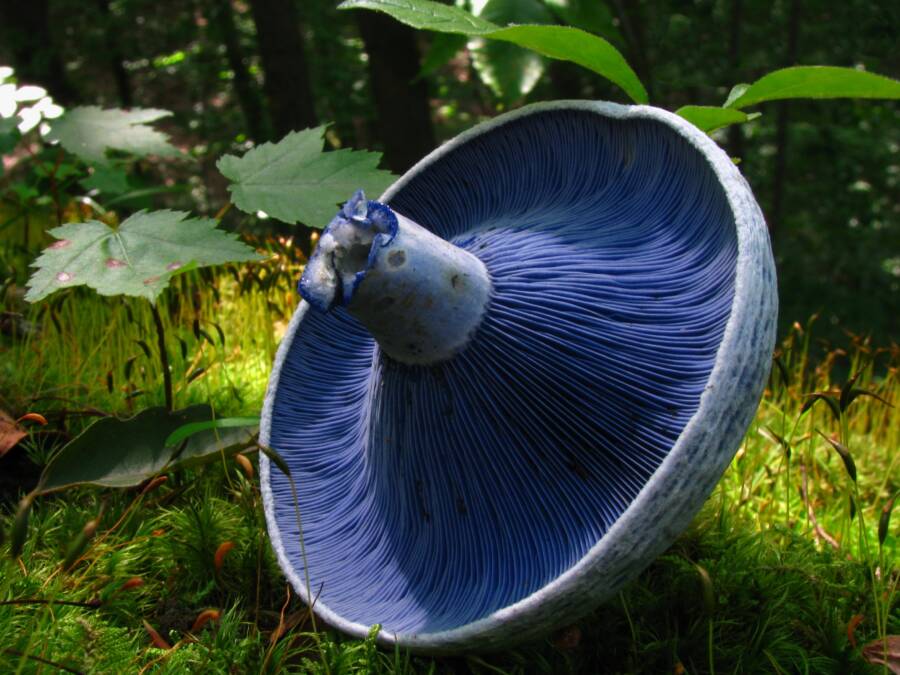 Blue Indigo Mushroom Underside
