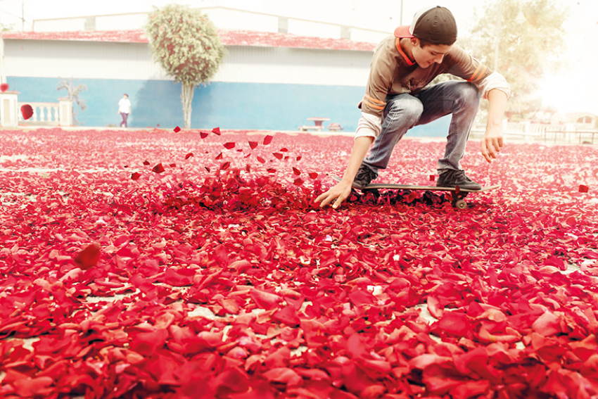 Costa Rica Flowers Skateboarding