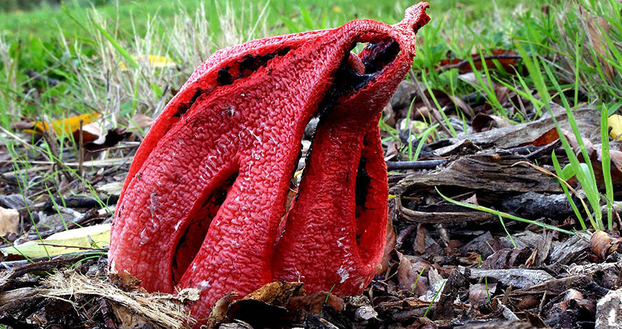 The 9 Weirdest Mushroom And Fungi Species In The World