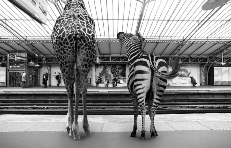 Paris Zebra Giraffe 